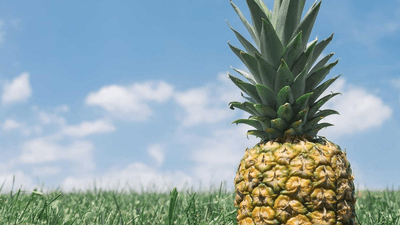 Piggy Bank - professional stock photography