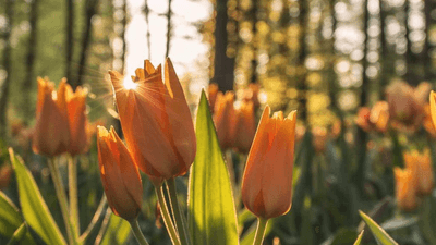 Real Estate - professional stock photography